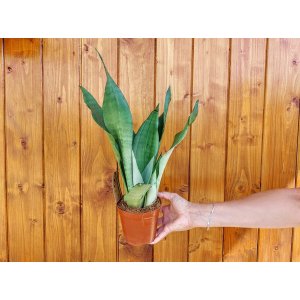 Svokrin jazyk (Sansevieria trifasciata) ´MOONSHINE´ - výška 35-40 cm , kont. C1L 